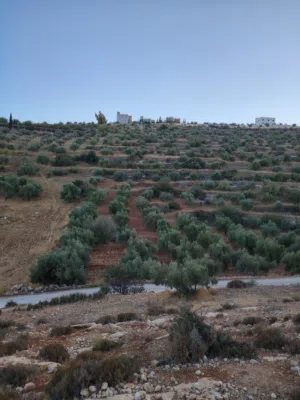 Farm Land for Sale in Irbid An-Nuayyimah