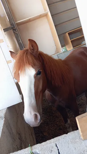 Horses0