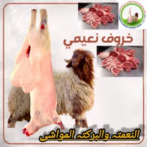 حسن علي 