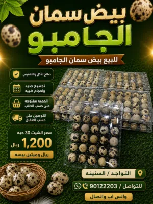 بيض سمان الجامبو