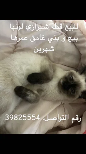 قطط شيرازي