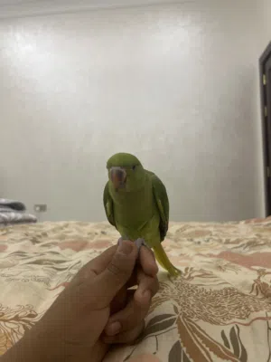 دره. انثى     لبيع