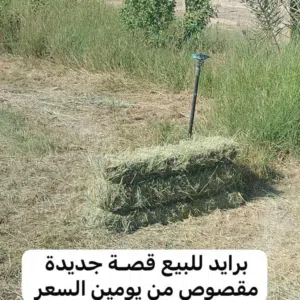 برايد للبيع تتوفر كميه كبيرة