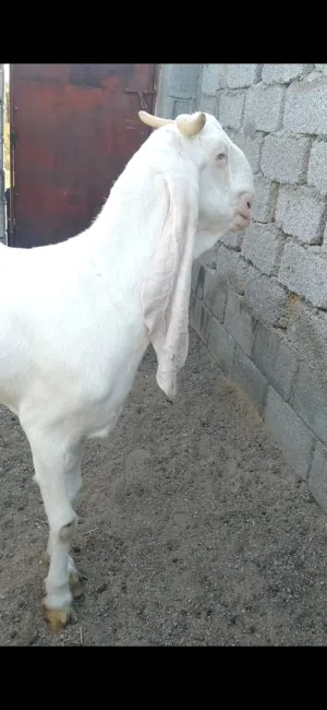 لبيع شاميه وبنجابيه