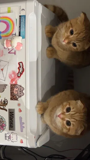 قطاوه للبيع