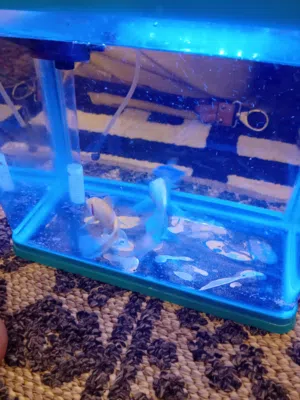 Healthy Pet Fish with Aquarium Bowl / Tank Setup  Home & Office Decor