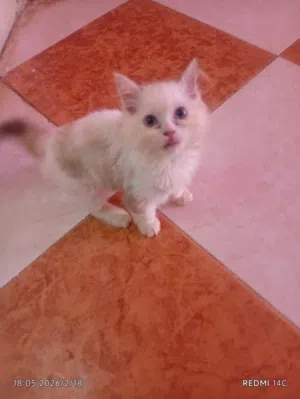 النوع شيرازي احسن للبيت تبني