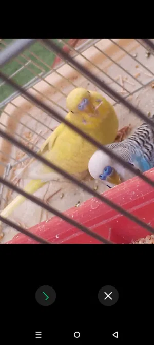 جوز طيور حب ذكر وانثى للبيع مع ع ش