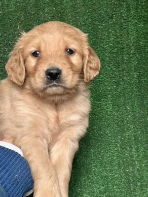 Golden retriever