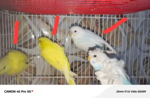 طيور حب عاديات
