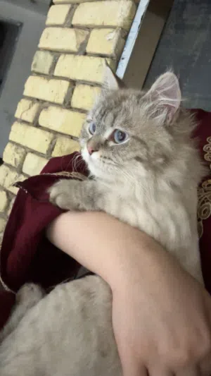قطه مفقوده  لكل من عثر عليها مكافأه ماليه