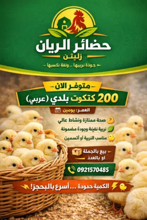 السلام عليكم ورحمة الله وبركاته  متوفر كتكوت عربي مخلط العمر يومين