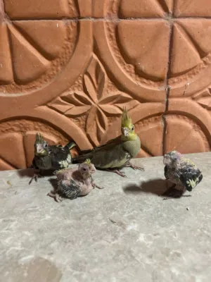 طيور للبيع إلا له رغبه يتواصل معاي