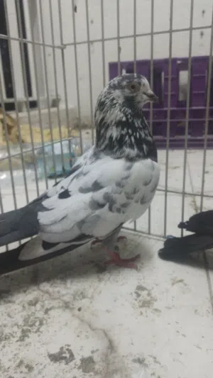 عرض يا تلحق يا ما تلحق