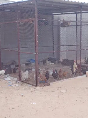 براكه والدجاج