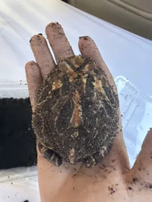 Pac-Man frog male adult