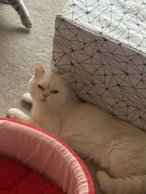 Cat for adoption (URGENT)