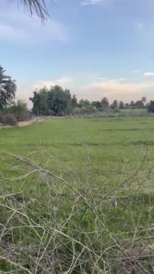 Farm Land for Sale in Diyala Khan Bani Saad