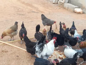 مطلوب صراديك عربيات يكون فيه خدمة توصيل أو قريبات من العلوص