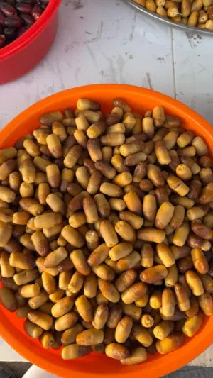 رطب نغال نوعيه ممتازه من المزرعه بشكل يومي