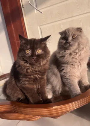 كتن تشوكت و ليلك سكوتش فولد scottish fold chocolate and lilac kittens
