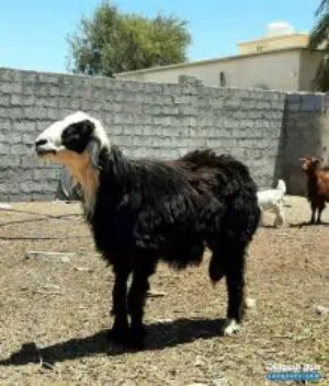 بيع خروف عماني
