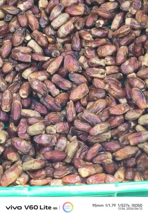 تمر نغال جيرجرو