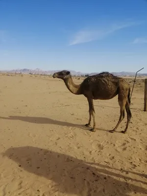 ‏جمال‏0