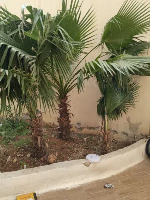 متوفر سبع شجرات نخيل زينه باحجام مختلفه