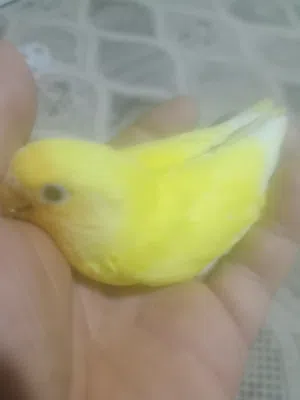 غندور أليف زق