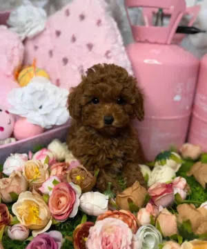 Adorable Toy Poodle Puppies Available