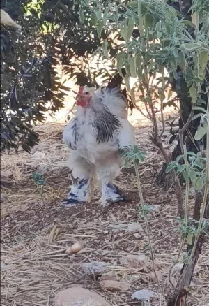ديك براهما رزي لايت بلاك