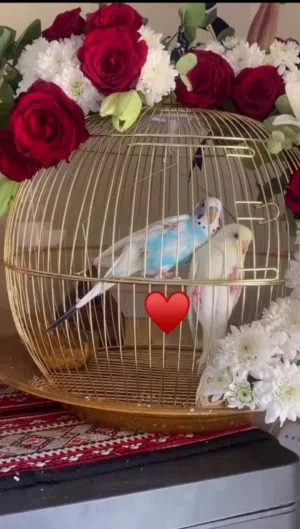 عصافير الحب عدد 2 مع قفص ملكي