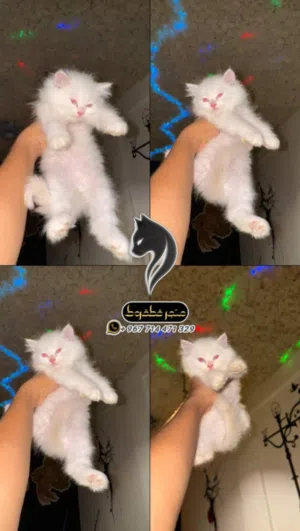 انثئ هملايا اورنج خفيف بلو ايز