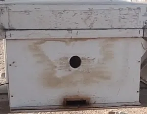 خلايا نحل أمورهن طيبه خليه 5براويز خليه 4براويز أقبل البدل بطيور يناسبن مع سعر الخلايا