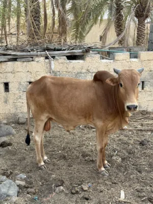 ثور متوسط العمر