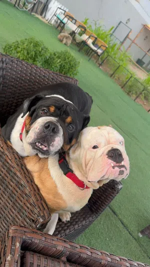 انجليش بولدوج مستوي عالي و نادر English Bulldog unique