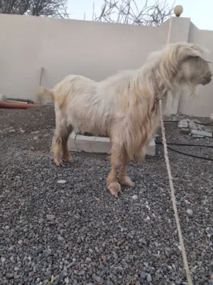 تيس للبيع 170