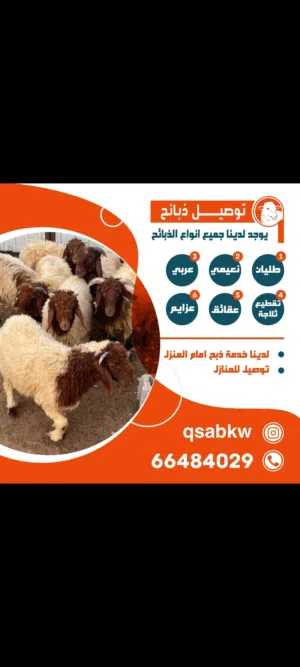 قصاب الكويت ذبايح للبيع غنم خروف تمايم  توصيل خرفان للبيت الكويت  توصيل ذبايح