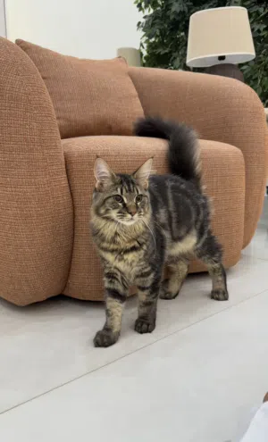 ماين كون mainecoon