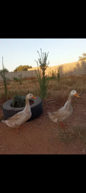 بط بكين ابيض كزيوني