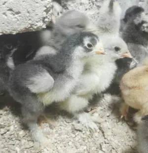 صوص براهمي بف جانبو جميع الوان