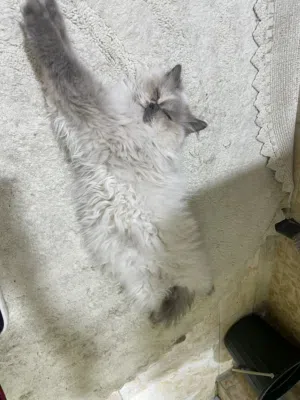قطط للتبني