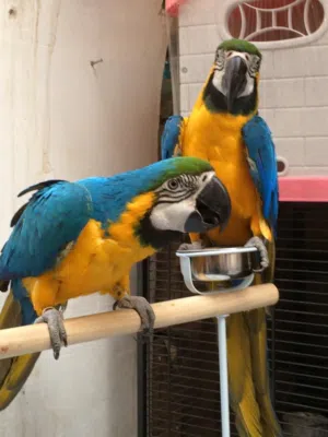Pair of Blue and Gold Macaw Parrots