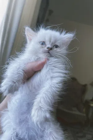 Himalayan Femaleهيمالايا انثى