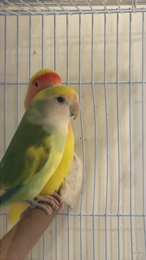 زوج روز للبيع  للبدل ب زوج منتج يكون بادجي إذا من ألوان نادر إذا مب الوان تزيد لي اهم منتج مع بيض