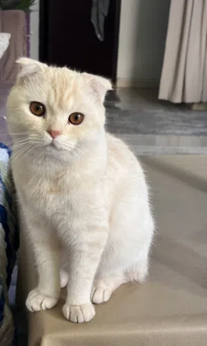 قط ذكر اسكوتش فولد للتزاوج في بيت الانثي وليس للبيع