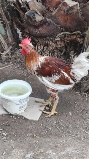 ديوجه للبيع