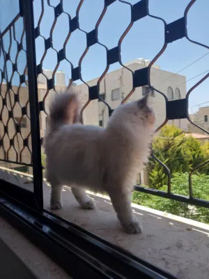 انثى سكوتش لونج هير