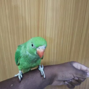 دره هندي أليف